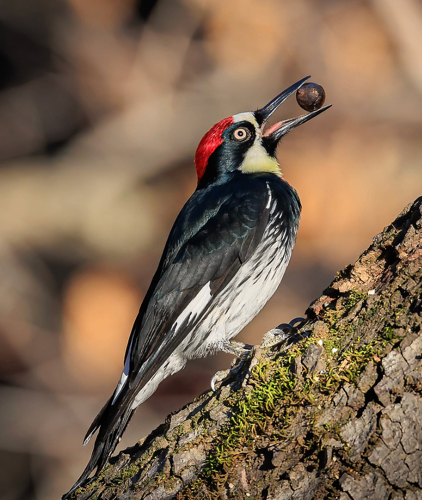 Acorn Woodpecker